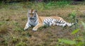 One tiger laying on the ground in a zoo Royalty Free Stock Photo