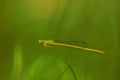 One tiny dragonfly sitting on a Green strip of grass