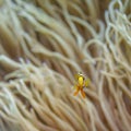 One tiny tropical yellow fish on the background of an anemone in the ocean Royalty Free Stock Photo