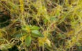 one tip of shrub plants covered with parasite cuscuta or dodder Royalty Free Stock Photo