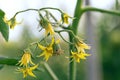 One tomato flower in macro focus and other flowers, buds and stems out of focus
