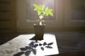 One tomato sprout in a plastic container by the window with sunlight Royalty Free Stock Photo