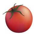 One tomatoe illustration