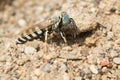 One-toothed Sand Wasp - Microbembex monodonta