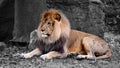 Adult male lion, lion king
