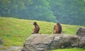 Three little monkeys sitting on the stone