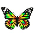 One Toxic Gradient Butterfly. Vector Graphics Isolated On White Background