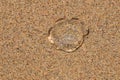 One transparent jellyfish on sand beach