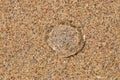 One transparent jellyfish on sand beach