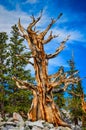 One Tree - Bristlecone Pine Grove Trail - Great Basin National P