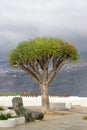 One tree of Dracaena draco. Symbol Canaries islands