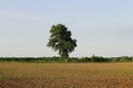 One tree at the edge of the field Royalty Free Stock Photo