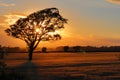 One tree on the field and sunset Royalty Free Stock Photo