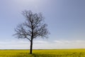 one tree in a field with yellow flowering rapeseed Royalty Free Stock Photo
