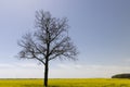 one tree in a field with yellow flowering rapeseed Royalty Free Stock Photo