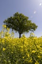 one tree in a field with yellow flowering rapeseed Royalty Free Stock Photo