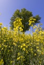 one tree in a field with yellow flowering rapeseed Royalty Free Stock Photo