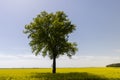 one tree in a field with yellow flowering rapeseed Royalty Free Stock Photo