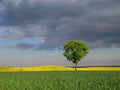 One tree and the fields Royalty Free Stock Photo