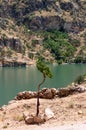 One tree in Firat River Euphrates River