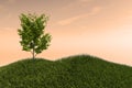 One Tree on a Grass Field Hills and Open Sky