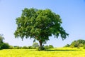 One tree in the green fields of countryside and blue sky Royalty Free Stock Photo