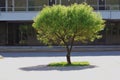 One tree grows on a small surface surrounded by asfalt. Royalty Free Stock Photo