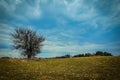 one tree without leaves on a spring farm field against a blue cloudy sky Royalty Free Stock Photo