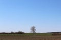 One tree without leaves stands in the middle of a field Royalty Free Stock Photo