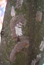 Identifying Spotted Lanternfly Egg Masses Royalty Free Stock Photo