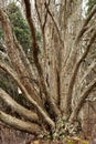 One Tree Many Paths Royalty Free Stock Photo