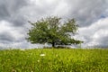 one tree in a meadow landscape, cloudy sky in the background Royalty Free Stock Photo