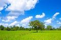 One tree in the middle of the cornfield Royalty Free Stock Photo