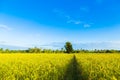 One tree in the middle of the cornfield Royalty Free Stock Photo