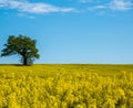 One tree in the middle of a rapeseed field, selective focus. Royalty Free Stock Photo