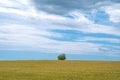 One tree in the middle of a yellow spike field against a blue sky No people and empty copy space Royalty Free Stock Photo