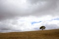 Single tree against cloudy sky in brown field Royalty Free Stock Photo