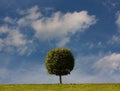 One tree with a spherical crone on a green glade