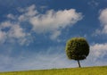 One tree with a spherical crone on a green glade Royalty Free Stock Photo