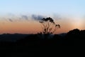 One tree standing tall above the silhouette bush-line Royalty Free Stock Photo