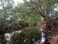 One of the tree still existing 120 years in India