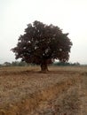 One of the tree still existing 120 years in India