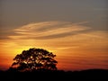 One tree during the sundown