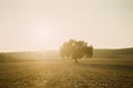 One tree on sunset in the field Royalty Free Stock Photo