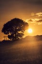 Tree at the sunset Royalty Free Stock Photo