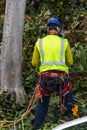 One tree trimmer with gear preparing to climb Royalty Free Stock Photo