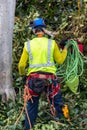 One tree trimmer with gear preparing to climb Royalty Free Stock Photo