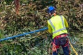 One tree trimmer with gear preparing to climb Royalty Free Stock Photo