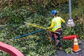 One tree trimmer with gear preparing to climb Royalty Free Stock Photo