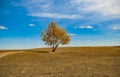 One tree under the blue sky